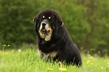 DOGUE DU TIBET 825
